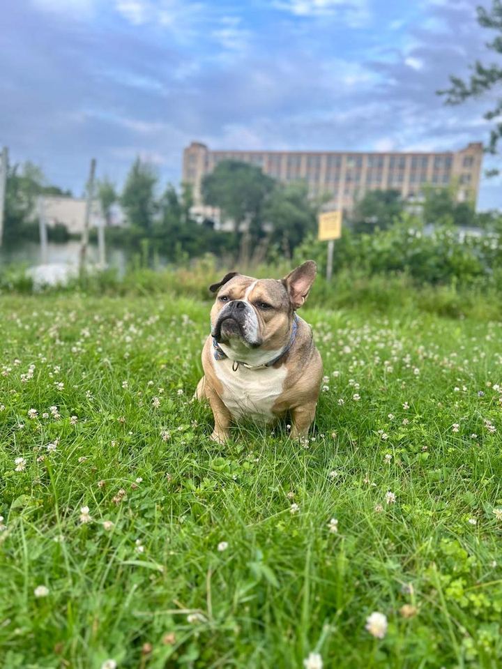 Mr. Biscuits, a pocket bully with one ear up and one bent, sitting in a clover field