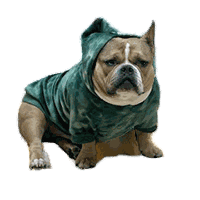Mr. Biscuits in his green hoodie
